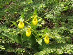 Photo Courtesy of Pauline Deforest: My title: Yellow Slipper in the ...