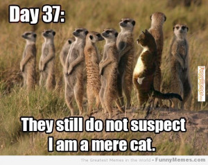 via http www funnymemes com cat memes i am a mere cat
