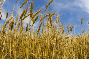 Agricultural Commodities CBOT Grain Commodity Futures