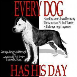 All Graphics » pitbull