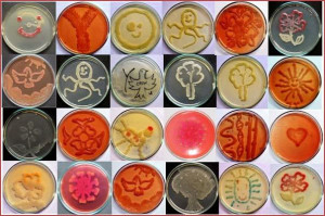 Microbiology Art