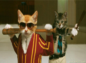 Cats Funny office bodyguard Picture
