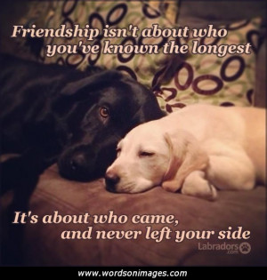 Dog friendship quotes