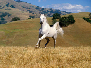horse%2Bwallpaper%2Bbeautiful-white-horse-wallpapers_10324_1600x1200 ...