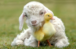 goat kid nuzzles up to a duckling to create an incredibly cute scene