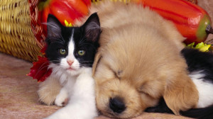 Cute Pets Dog Cat Animals Small Little Baby Kitty Kitten Puppy Pooch