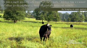 ... Whisnant #Quote. Photo - Rotational grazing field at Rain Crow Ranch