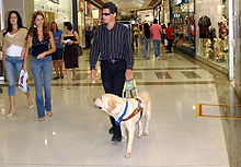 blind man is led by his guide dog in Brasília , Brazil