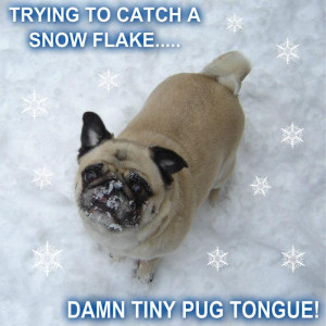 Memes Funny Pug Catching A Snow Flake
