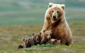 Mother Grizzly Bear with Four Cubs, A Grizzly Bear sow can have ...