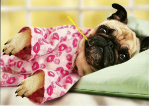 Pugs & Kisses! Get well soon, Bella! :0)