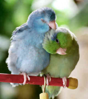 Owning a parrotlet is a 20 30