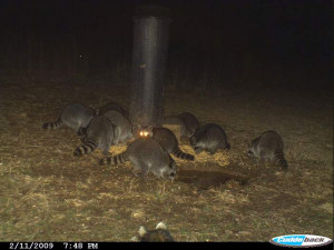 This is one of my spots to give the trap a try.