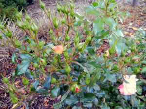 nature, Shropshire Lad, David Austin, Gold Flame honeysuckle, quotes ...