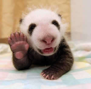 This chilled-out panda cub cupped his hands behind his head as he ...