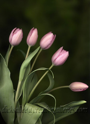 fine art tulip flower print