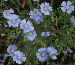 Blue Flax Flower Linum Lewisii