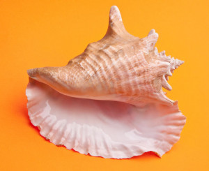 Conch Shell The Shells Sea...