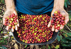 What Price for Good Coffee?