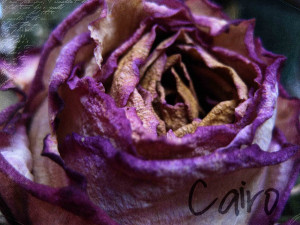 Purple Rose Of Cairo Quotes