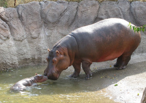 ... baby hippopotamus was born recently at the topeka zoo while hippos may