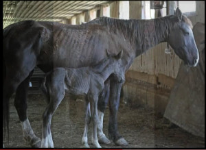 Mare and foal at Michigan BLM holding facilities