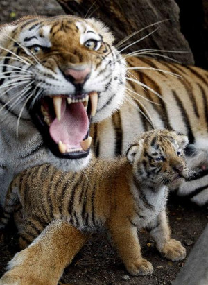 Five-day-old tiger cubs play with their mother “Maya” at the Villa ...