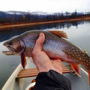 Related to Brooktrout Fly Fishing At Fortress Lake Bc Brook Trout