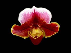 Smiling Face Orchid , Flowers And Leaves Wallpapers