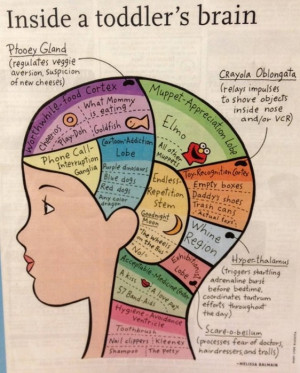 An inside look at the brain of a toddler