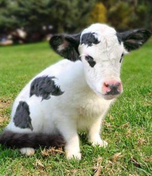 Cute Baby Cows Cute Baby Cows Hybrid