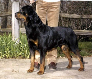 Search Results for: Rottweiler Show Dogs