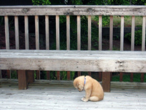 sad puppy
