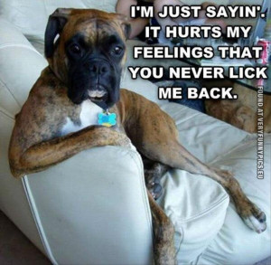 funny picture hurt dog never gets licked