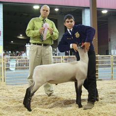 ... that is how you show a lamb more fluffy sheep show lambs states fair