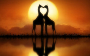 Giraffe Love Sunset Giraffe in love sunset.