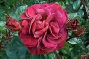 dream is a wish your heart makes,