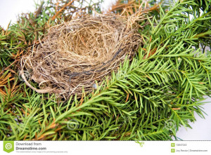 Empty Bird Nest Stock Photo