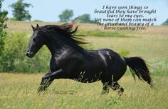 ... of them can match the grace and beauty of a horse running free.