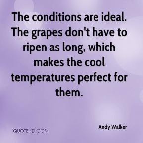 Andy Walker - The conditions are ideal. The grapes don't have to ripen ...