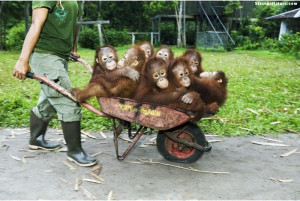 Funny monkeys enjoying a ride in a wheelbarrow