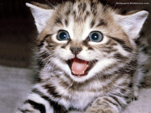 Cute Cats Wallpapers 51