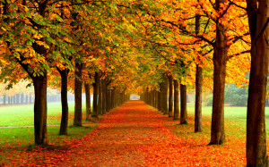 los colores de otoño las hojas se caen