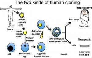 ... cloning to generate normal human embryonic stem cells (hESC