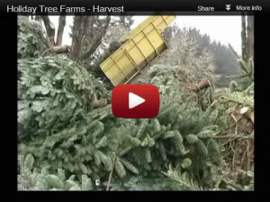 Christmas Tree Harvest in Oregon