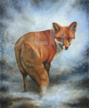 Red Fox - European Red Fox by Lauren Bissell