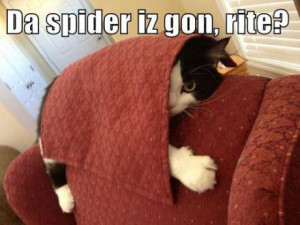 funny pictures cat afraid of spider wanna joke.com