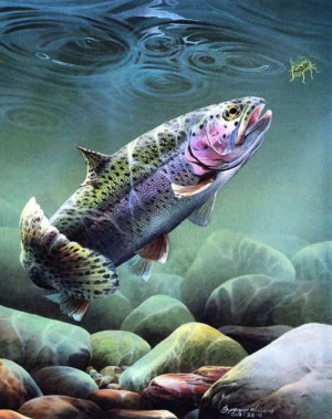 fly fishing trout Image
