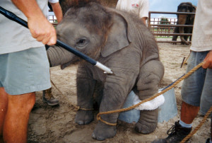 Circus Training Cruelty: Elephant Baby Slideshow
