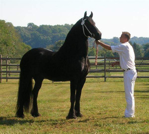 Registered Friesian Sport Horse/Percheron Black Beauty Mare 6 Yrs ...